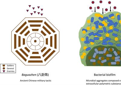 Bacteriophage-Mediated Control of Biofilm: A Promising New Dawn for the Future